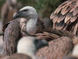 Дневники дикой природы