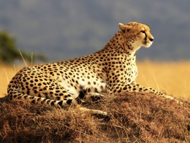 Африканские истории семьи гепардов