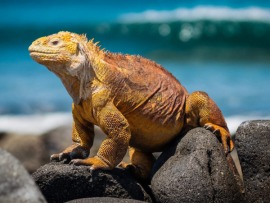 Галапагосы. На краю земли