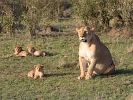 Масаи Мара, истории дикой природы Африки