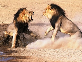 Самые опасные животные