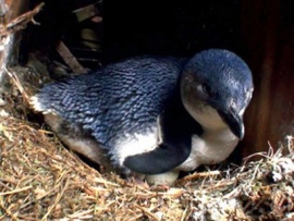 Остров пингвинов