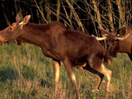 Сказание о лосе