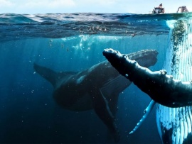 Земля без суши