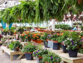 Обнови свой сад