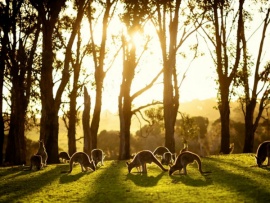 Австралия. История эволюции