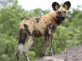 Дикие собаки