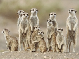 Наша большая семья