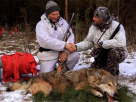 На волка псковским нагоном