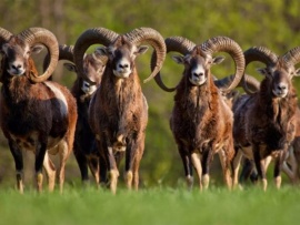 Вольерное хозяйство. Разведение муфлонов