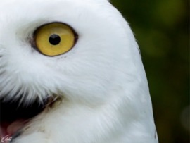 Дом с хвостом