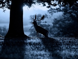 Животные ночью