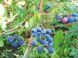 История одной культуры