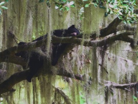 Загадочное стопоходящее животное