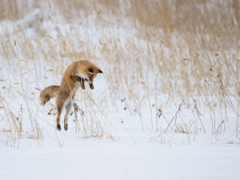 Как они это делают?