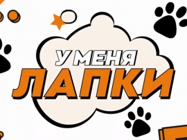 У меня лапки