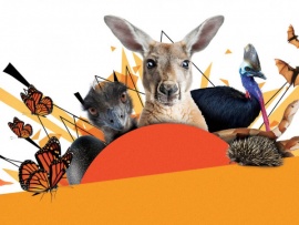 Удивительные животные Австралии