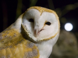 Призрак леса