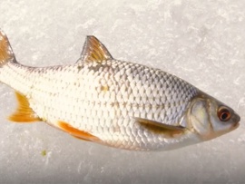 Рыбинка. Судак