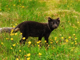 Разговоры с животными