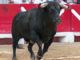 Торо: боевой бык