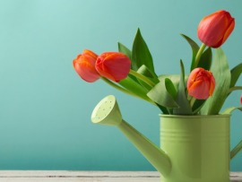 Зеленая передача