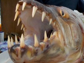 Речные челюсти