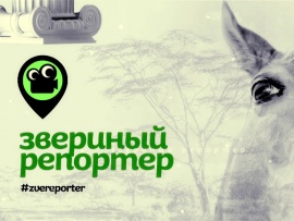 Звериный репортёр