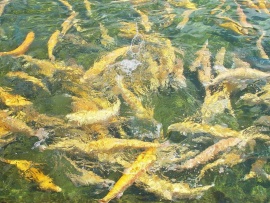 Абинское форелевое хозяйство