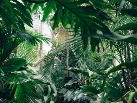 Хранители джунглей