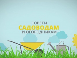 Во саду и в огороде