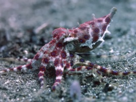 Необычные существа