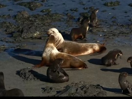 Животный мир Командорского архипелага