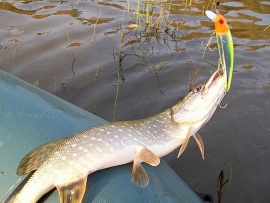 Ловля щуки в дельте Волги