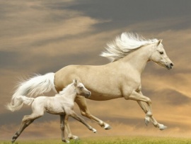 Гордость России