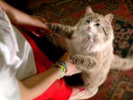 Девять жизней