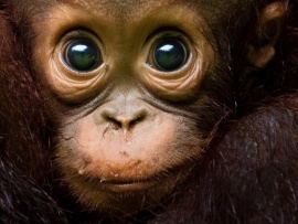 Эдем: Неукротимая планета