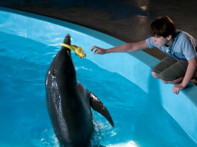 История дельфина (6)