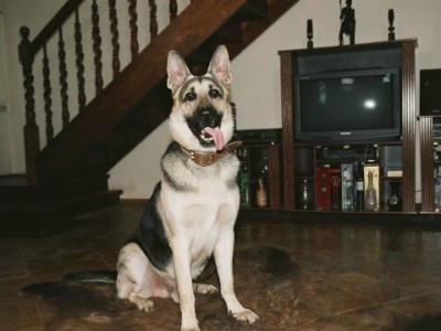 Возвращение Мухтара (2)