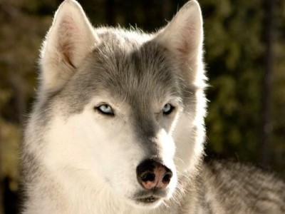 Зов предков (4)