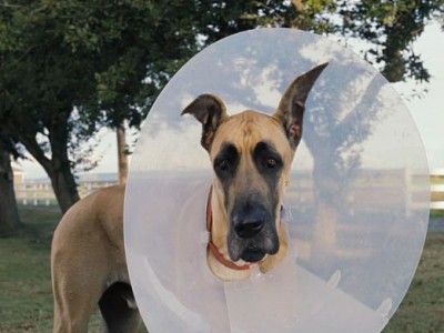 Мармадюк (6)