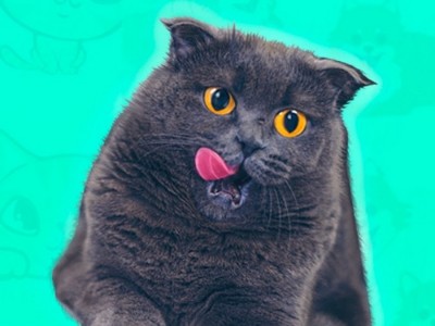 Кот Баттерс