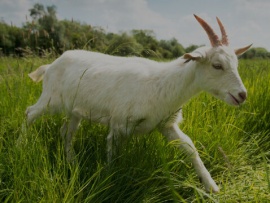 Умна, как коза