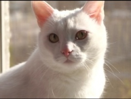 У меня пропал питомец