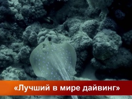 Лучший в мире дайвинг