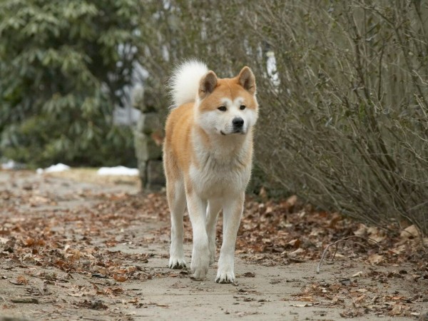 Хатико: Самый верный друг (5)