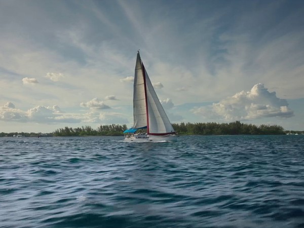 Выжившая (3)