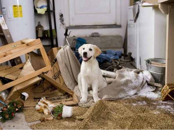 Марли и я (3)