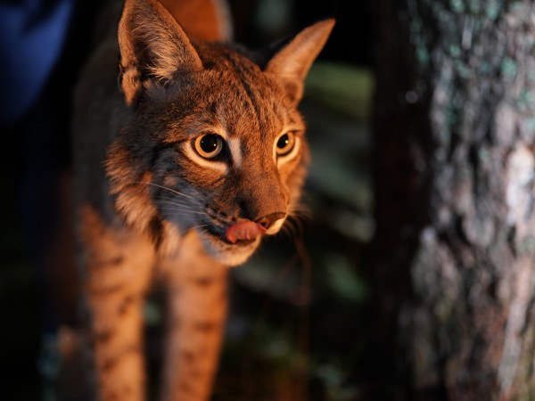 Заповедный спецназ (3)