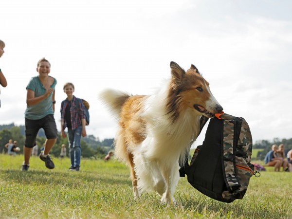 Лесси. Возвращение домой (3)